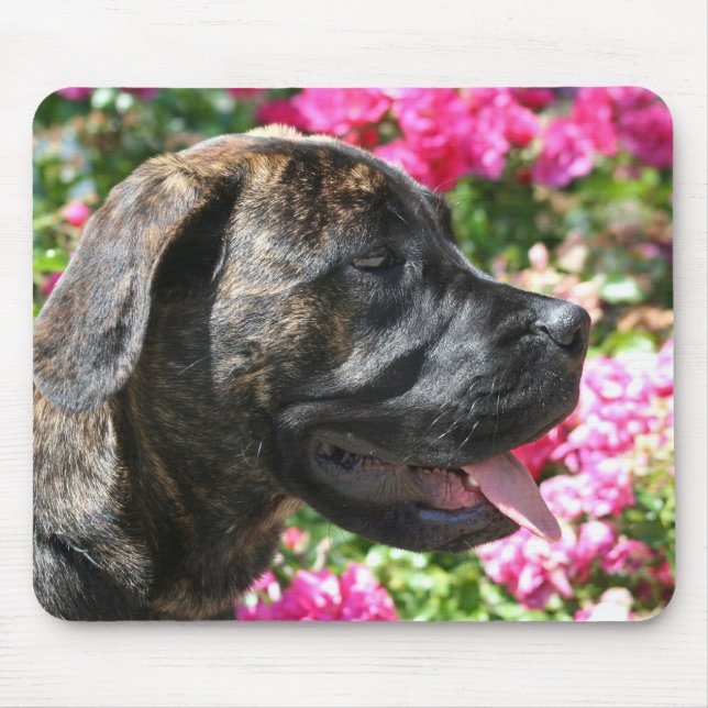 Brindle Mastiffvalpmousepad Musmatta (Framsidan)