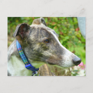 Brindle och vit greyhound (a345) vykort