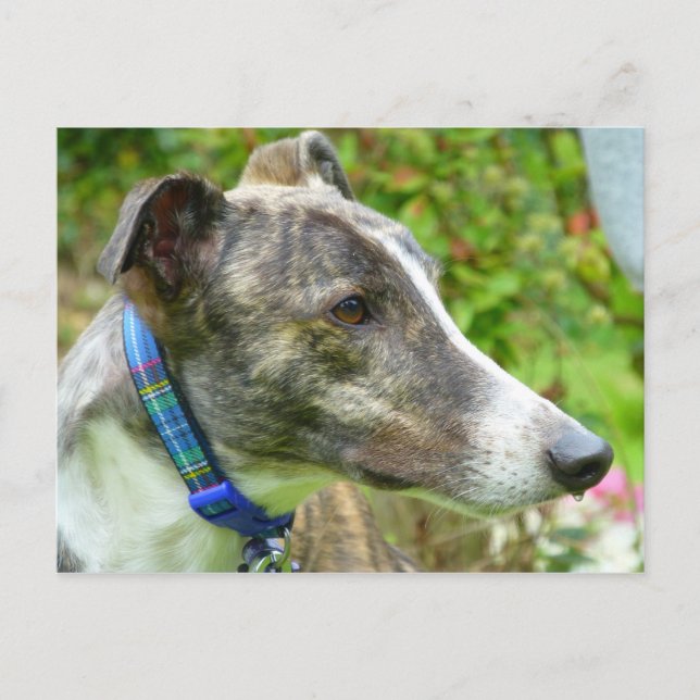 Brindle och vit greyhound (a345) vykort (Framsida)