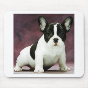 Brindle_pied_french bulldoggvalp musmatta