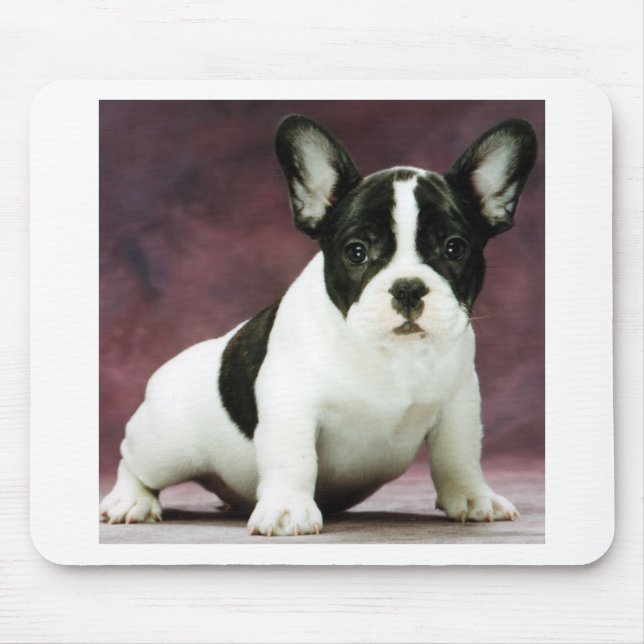 Brindle_pied_french bulldoggvalp musmatta (Framsidan)