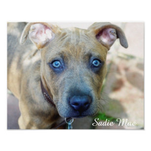 Brindle Pit Bull Puppy av Shirley Taylor Fototryck