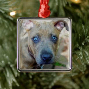 Brindle Pit Bull Puppy av Shirley Taylor Julgransprydnad Metall