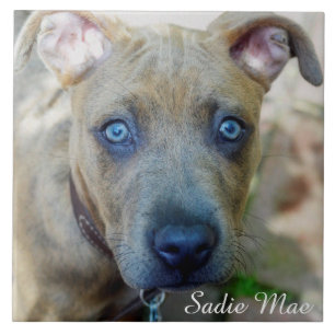 Brindle Pit Bull Puppy av Shirley Taylor Kakelplatta