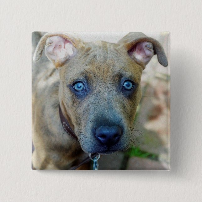 Brindle Pit Bull Puppy av Shirley Taylor Knapp (Framsida)