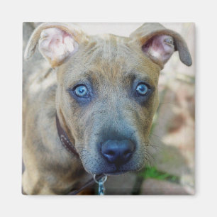 Brindle Pit Bull Puppy av Shirley Taylor Magnet