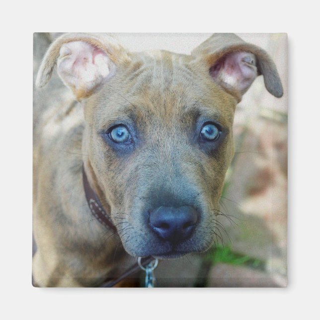 Brindle Pit Bull Puppy av Shirley Taylor Magnet (Framsidan)