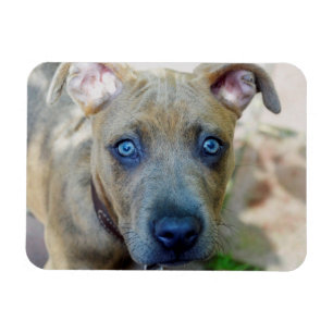 Brindle Pit Bull Puppy av Shirley Taylor Magnet
