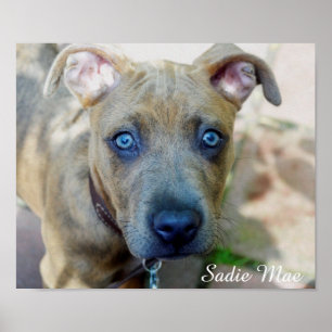 Brindle Pit Bull Puppy av Shirley Taylor Poster
