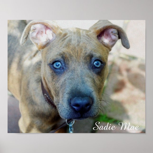 Brindle Pit Bull Puppy av Shirley Taylor Poster (Framsidan)