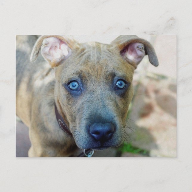 Brindle Pit Bull Puppy av Shirley Taylor Vykort (Framsida)