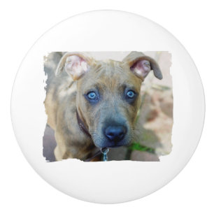 Brindle Pit Bull Valp av Shirley Taylor Knopp