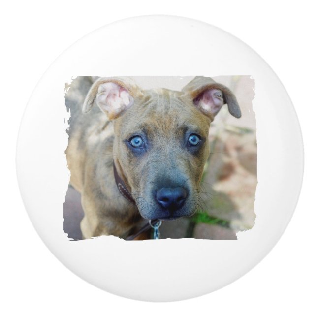 Brindle Pit Bull Valp av Shirley Taylor Knopp (Framsidan)