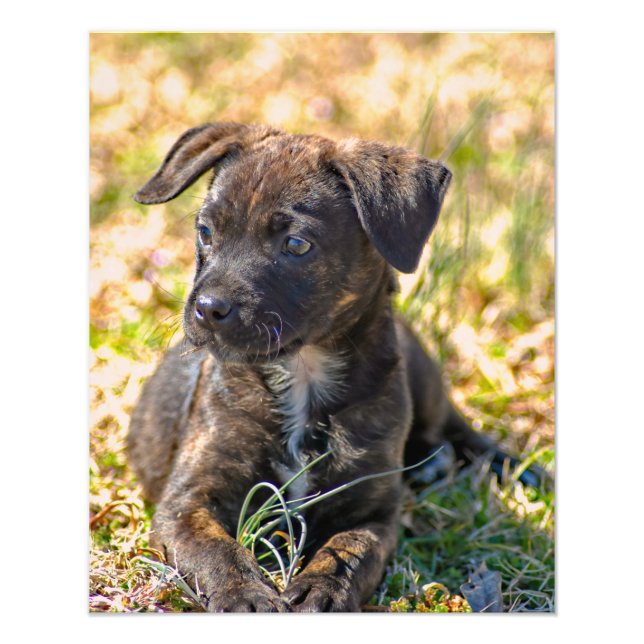 Brindle Puppy and Vild Onion Fototryck (Framsidan)