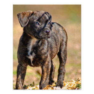 Brindle Puppy Profile Porträtt Fototryck