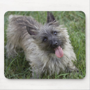 Brindle röseTerrier Mousepad Musmatta