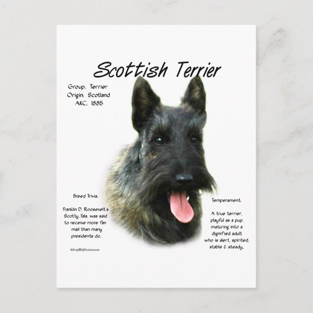 Brindle Scottish Terrier History Vykort (Framsida)