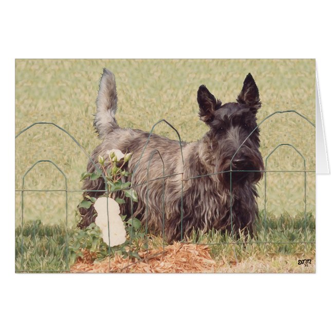 Brindle Scottish Terrier med Ro Hälsningskort (Framsidan Horizontal)