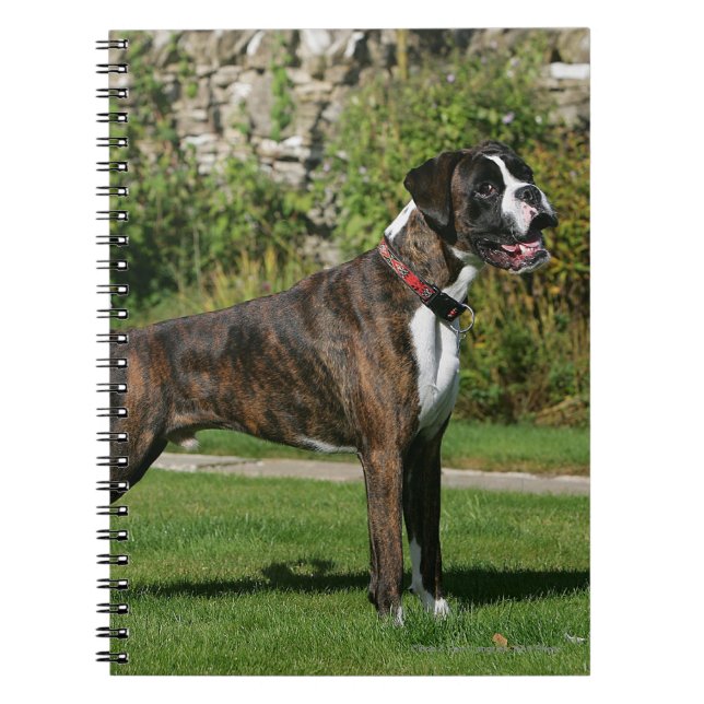 Brindle Stance för boxarehundShow Anteckningsbok (Framsidan)