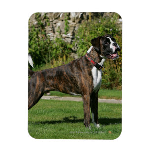 Brindle Stance för boxarehundShow Magnet