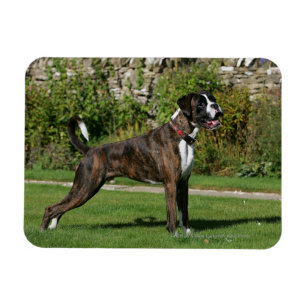 Brindle Stance för boxarehundShow Magnet