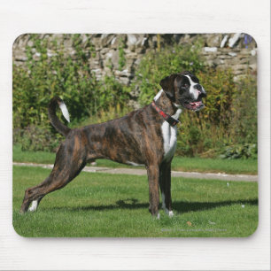 Brindle Stance för boxarehundShow Musmatta