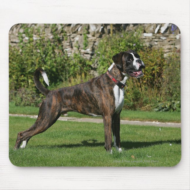 Brindle Stance för boxarehundShow Musmatta (Framsidan)