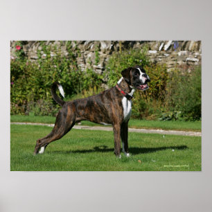 Brindle Stance för boxarehundShow Poster