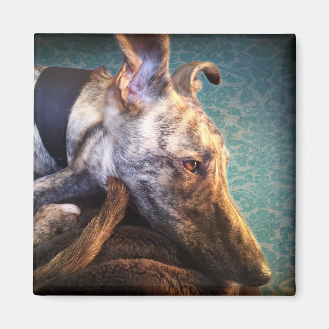 Brindled Lurcher Greyhound Magnet (Framsidan)