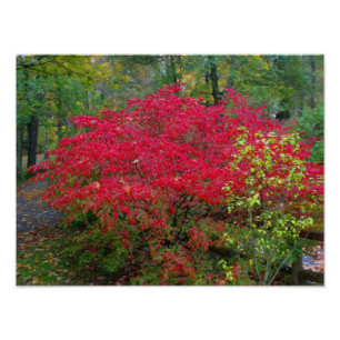 Brinna Bush Fototryck