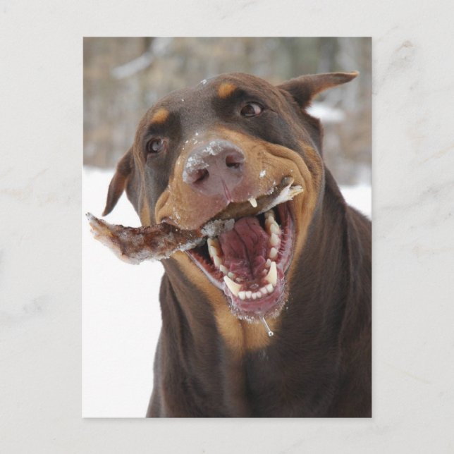 brisbeestick vykort (Framsida)