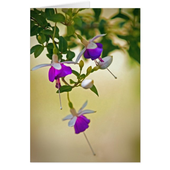 Brist på fokus-Fuchsia Hälsningskort (Framsidan)