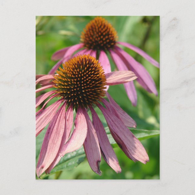 Bristande fullhet vykort (Framsida)