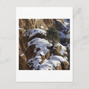 Bristlecone Gräs 1 Vykort