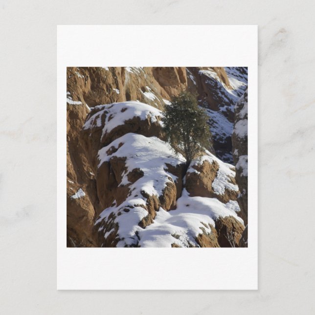 Bristlecone Gräs 1 Vykort (Framsida)