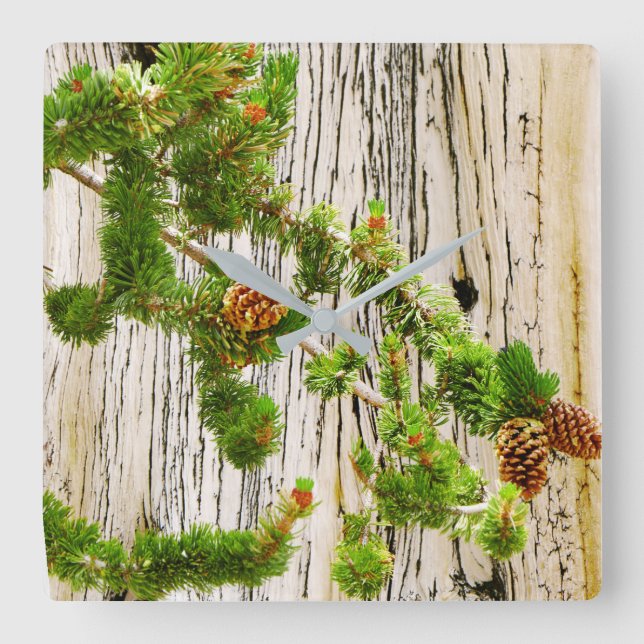 Bristlecone Gräs Fyrkantig Klocka (Framsida)