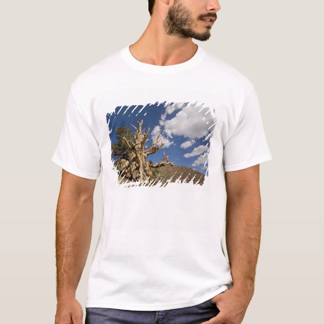 Bristlecone gräs i Ancient Bristlecone Forest T Shirt (Framsida)