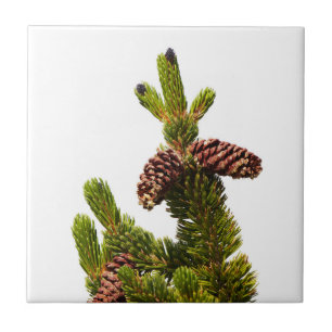 Bristlecone Gräs Kakelplatta