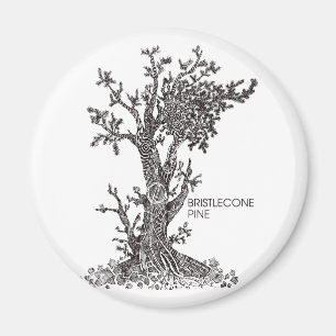 Bristlecone gräs magnet