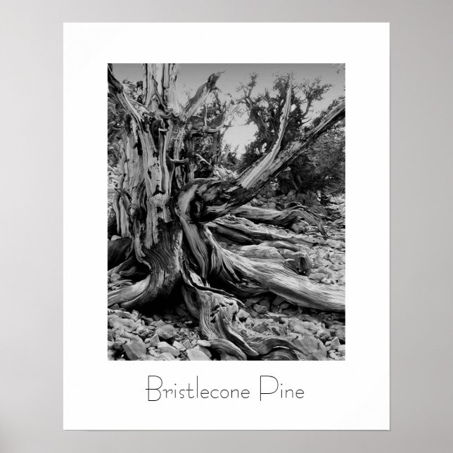 Bristlecone Gräs Poster (Framsidan)