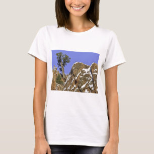 Bristlecone gräs tee