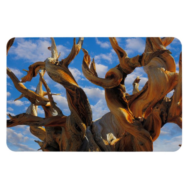 Bristlecone Gräs Träd Magnet (Horisontell)