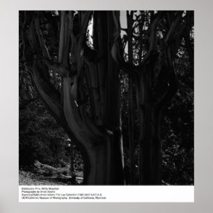 Bristlecone Gräs, White Mountain, av Ansel Adams Poster