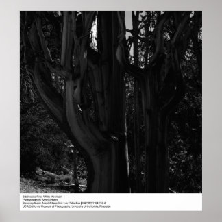 Bristlecone Gräs, White Mountain, av Ansel Adams Poster