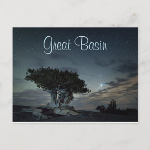 Bristlecone Silhouette mot Starry Himlar Vykort