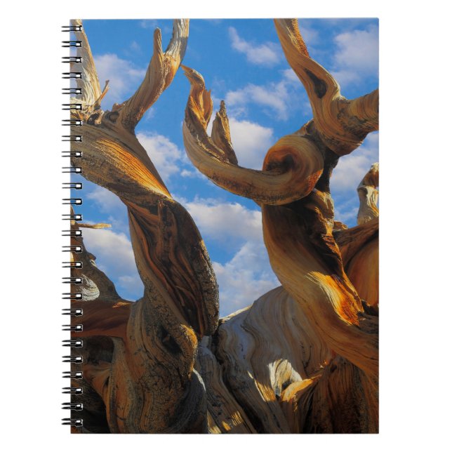 Bristlecone-Tall Anteckningsbok (Framsidan)