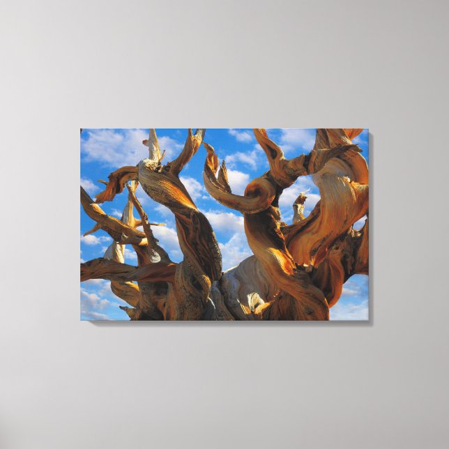 Bristlecone-Tall Canvastryck (Framsida)