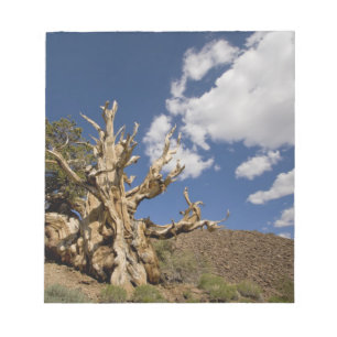 Bristlecone-tall i Ancient Bristlecone Forest, Anteckningsblock