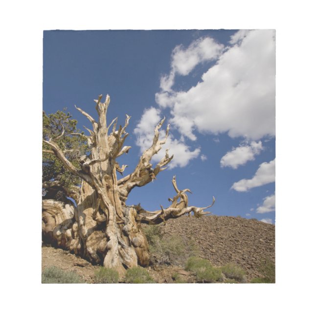 Bristlecone-tall i Ancient Bristlecone Forest, Anteckningsblock (Framsida)