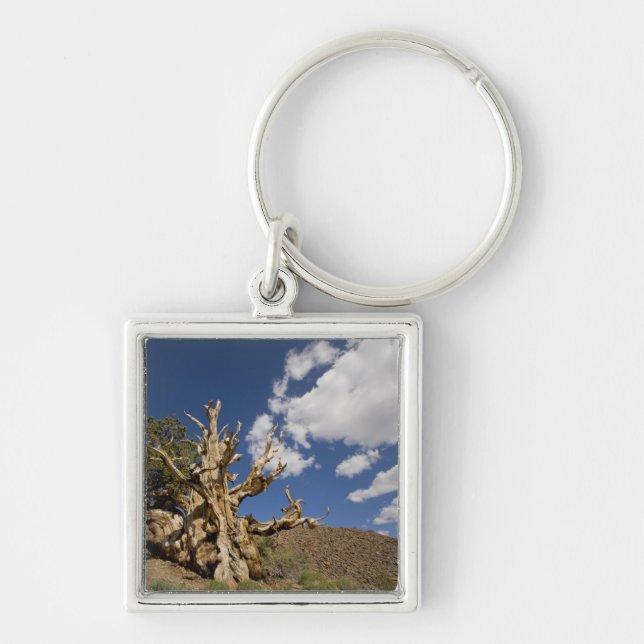 Bristlecone-tall i Ancient Bristlecone Forest, Fyrkantig Silverfärgad Nyckelring (Framsidan)